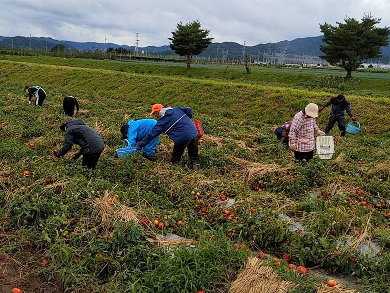 【活動報告】トマト収穫と金魚草定植