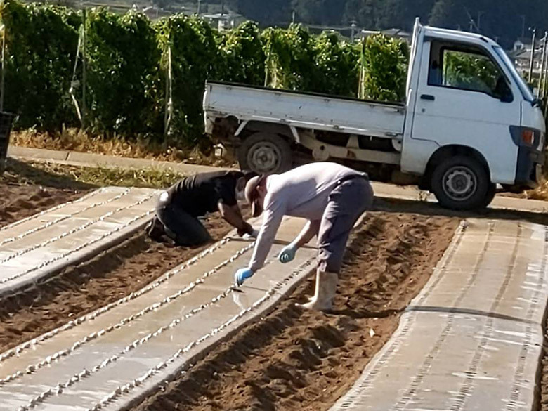 【活動報告】ニンニクの種植え作業